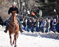 Skijoring Horse